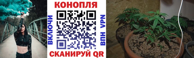 Купить где  Новоржев  Бошки марихуана план 
